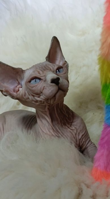 Waleria kotka o pięknej głowie