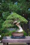 Bonsai: Um Toque Zen de Arte e Natureza para sua Casa!