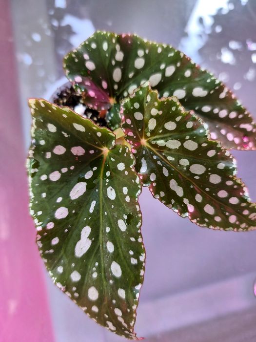 Бегонии Кейн бегония макулата spotlight green Form