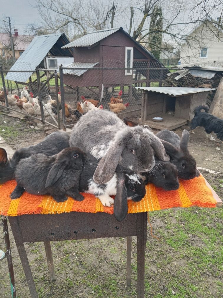 Продаються кролі.