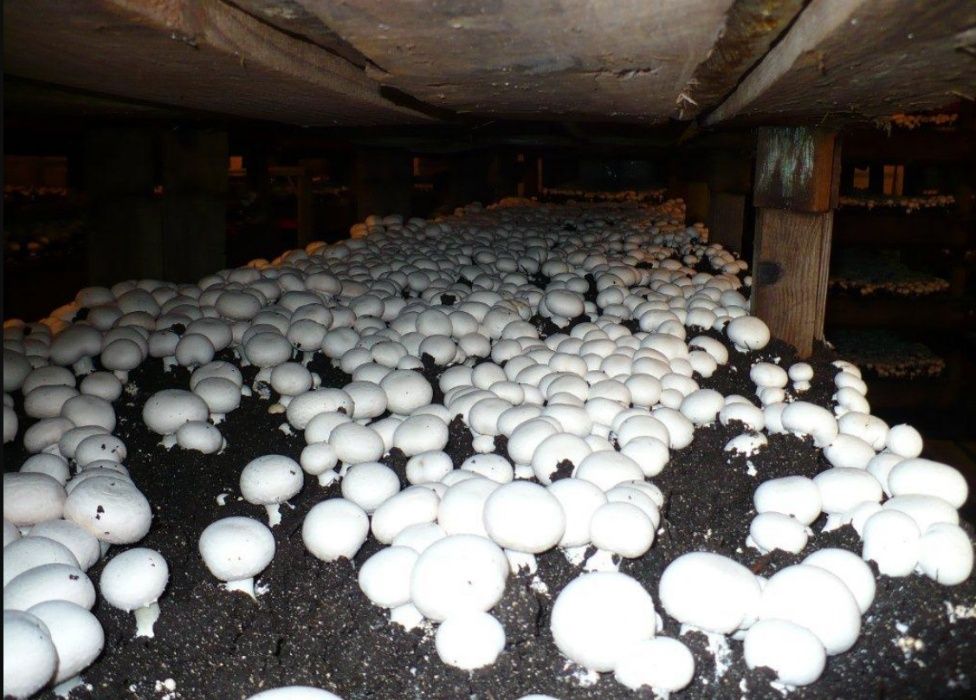 Агрегат для мінусової холодильної камери ; охолодження грибів Житомир