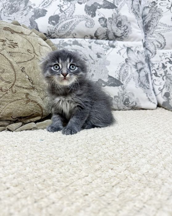 Бусинки Шикарные в Киеве