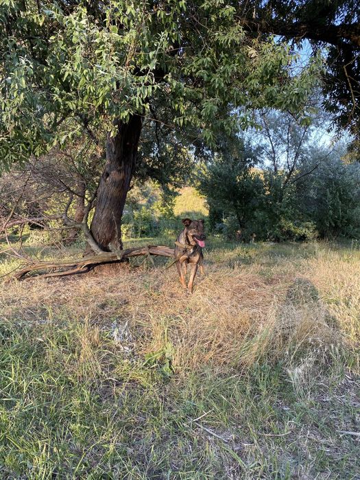 Віддаємо щенят хлопчиків
