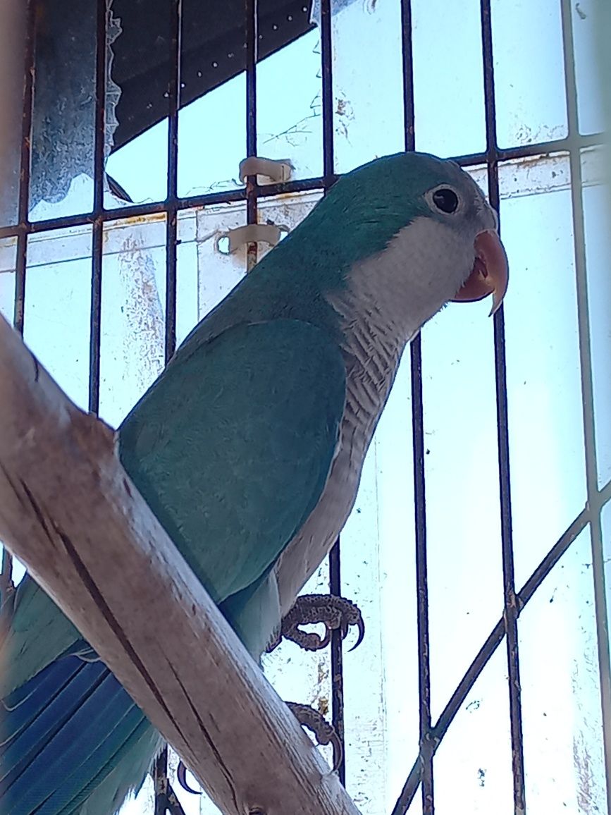 Conure peito cinza   (Azul)