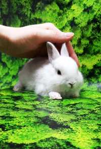 Карликовые мини кролики торчеухие и вислоухие крольчата и клетки