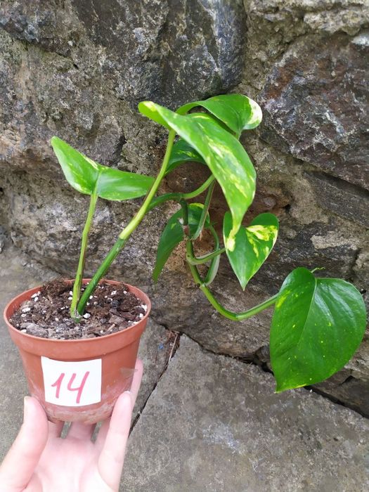 Епіпремнум золотистий, сциндапсус