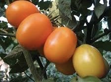 Продам рассаду томатов Де барао оранжевый