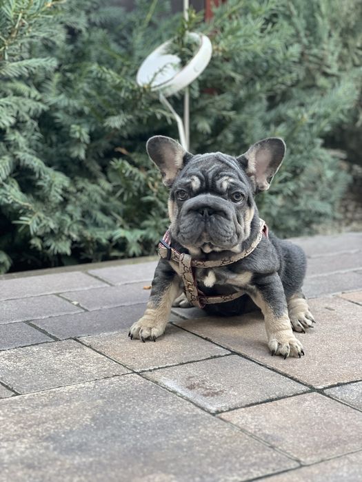 Дівчинка big rope голубо-підпала