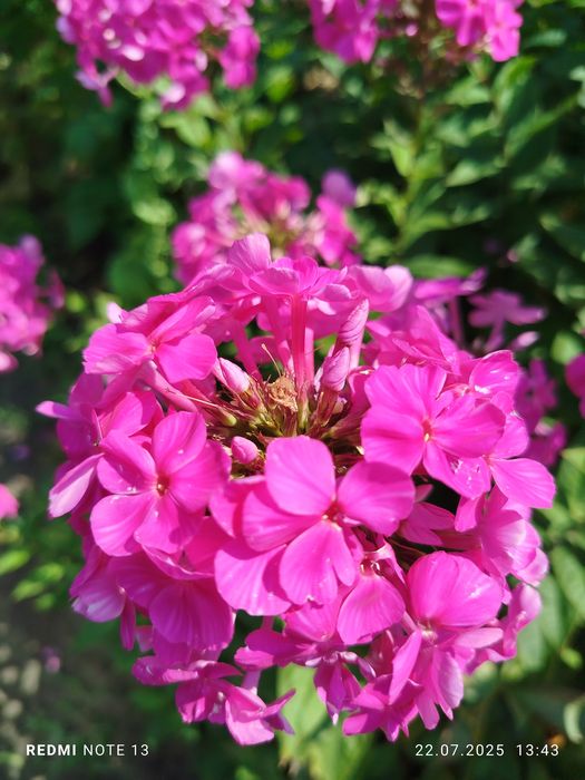 Цветы многолетние садовые