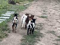 Cabras Anas machos