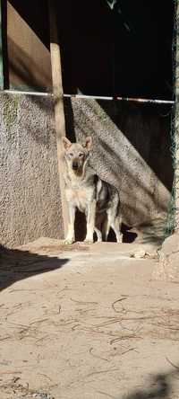 Cão lobo Checoslováco com LOP