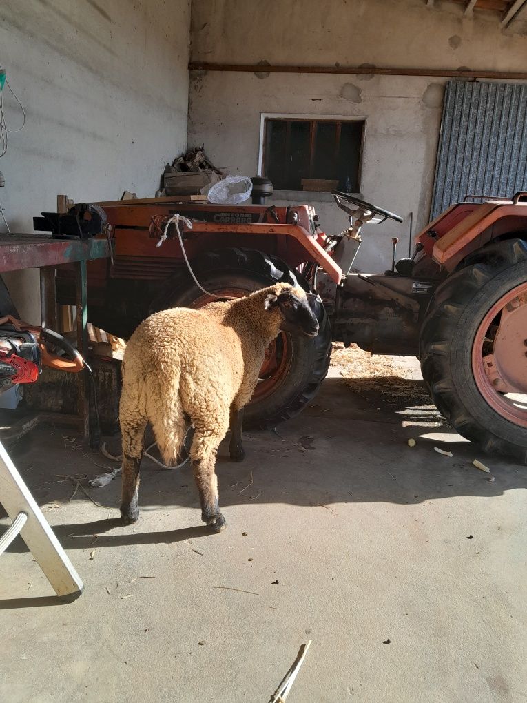 Borrego sulffoik macho