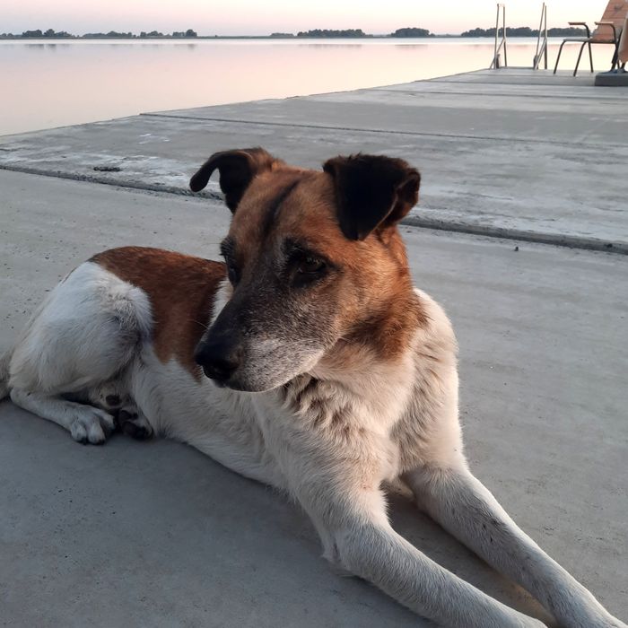 Віддам собаку в надійні руки