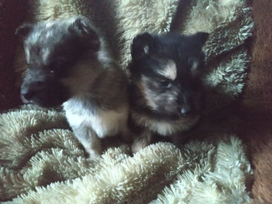 Продам щенков мальчиков и девочек