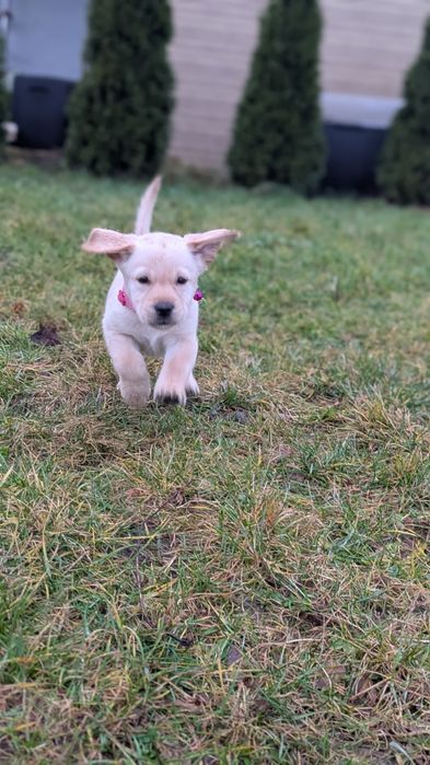 Szczeniak Labrador retriever z rodowodem suczka