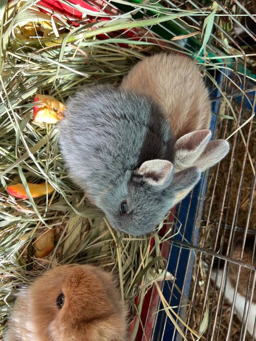 Пепельные и рыженькие Кролики Карликовые