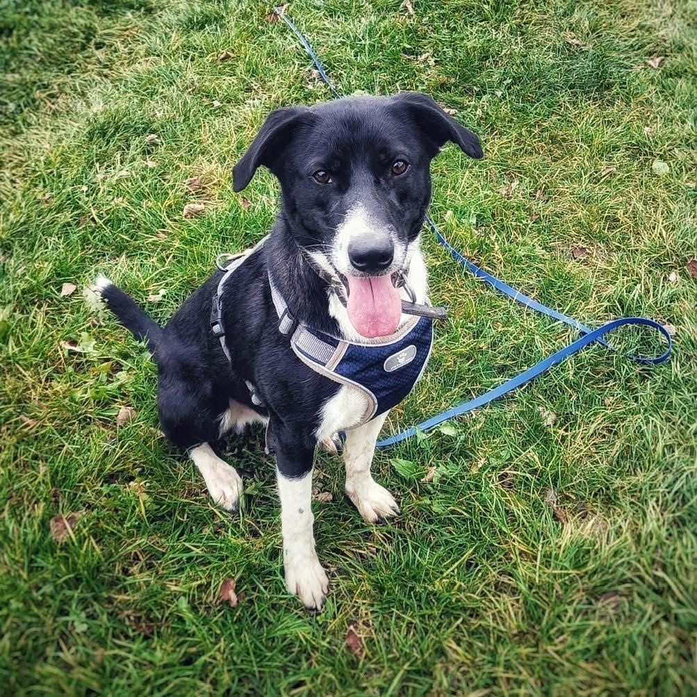 2 letni Timon w typie border collie i TTB szuka domu stałego lub tymcz