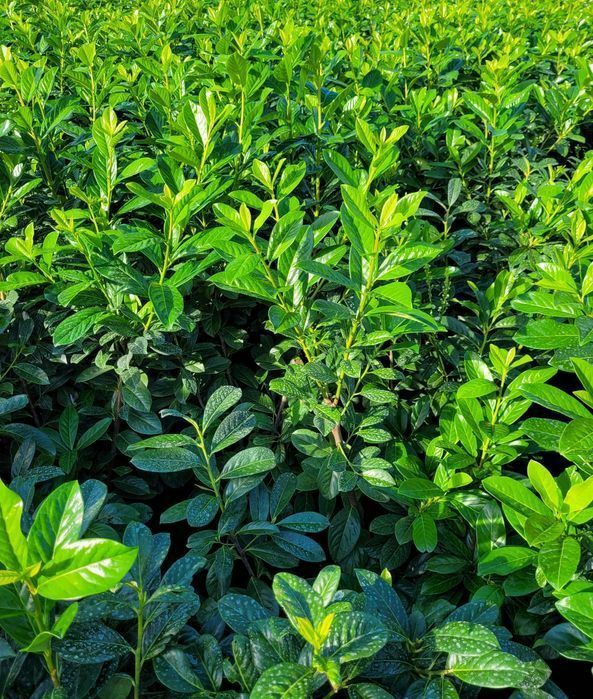 Promocja! Laurowiśnia wschodnia Novita 120cm! DARMOWA DOSTAWA!!!