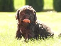 Lagotto romagnolo FCI ZKwP