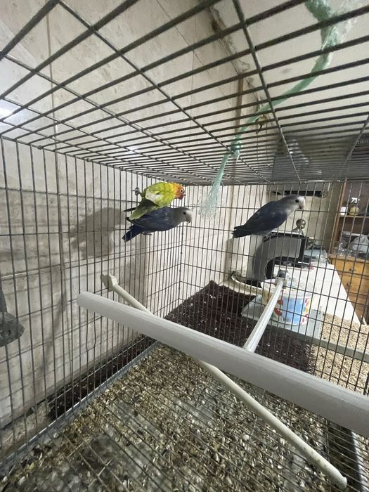 Agapornis para cedência