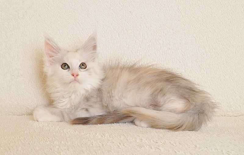 Przepiękna koteczka z rodowodem PZF/WCF uznawanym na całym świecie