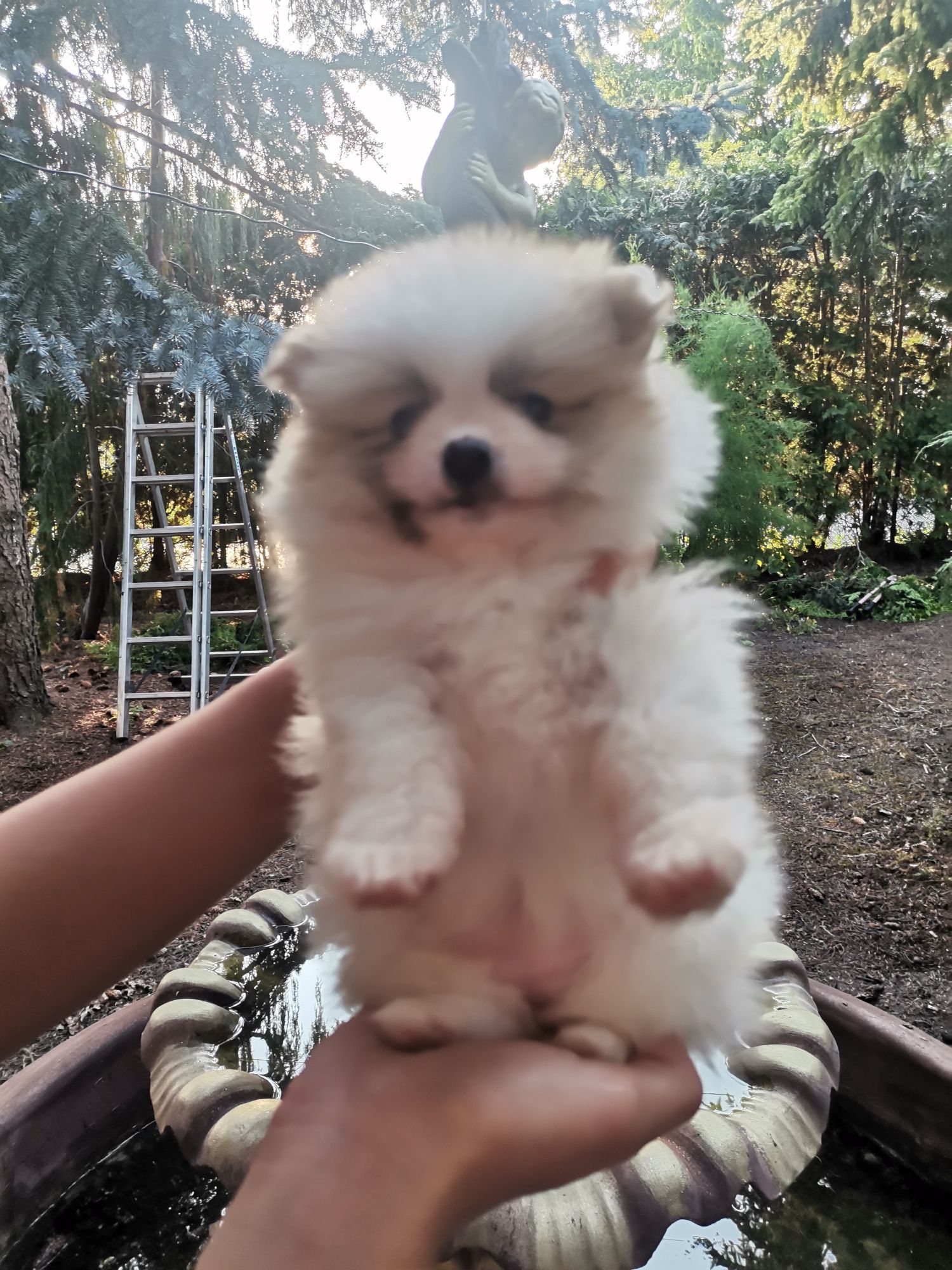 Szpic miniaturowy Pomeranian  suczka mini z rodowodem
