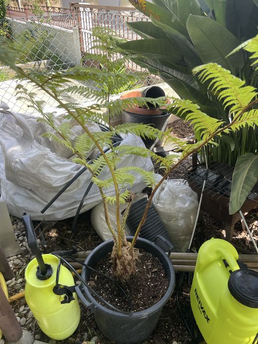 Planta dicksonia/fetos