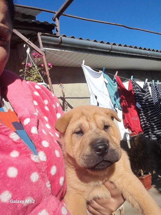 Eladó fajtiszta shar pie kiskutyák