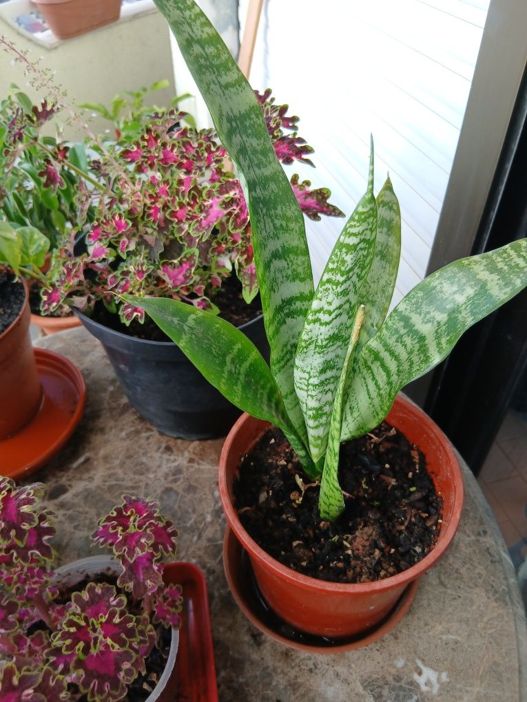 Plantas de interior e exterior