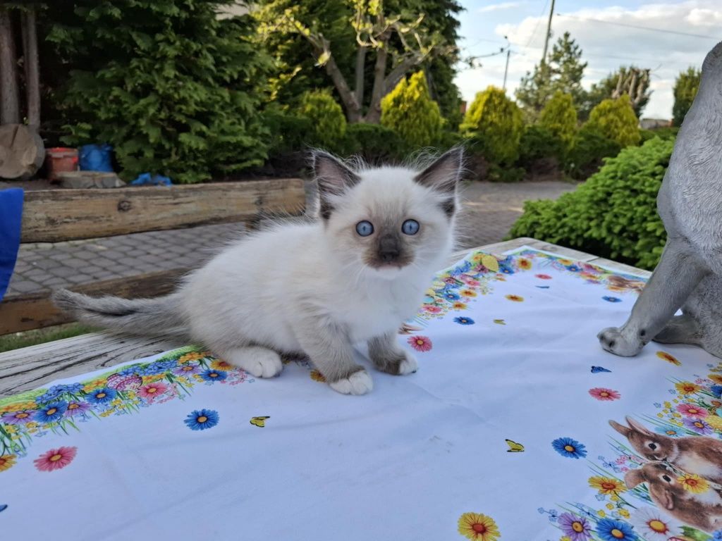 Kocięta Kocurek Ragdoll FPL