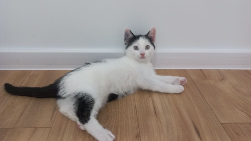 Kociaki młode rodzeństwo duet szuka domu niekupujadoptuj miziaki koty