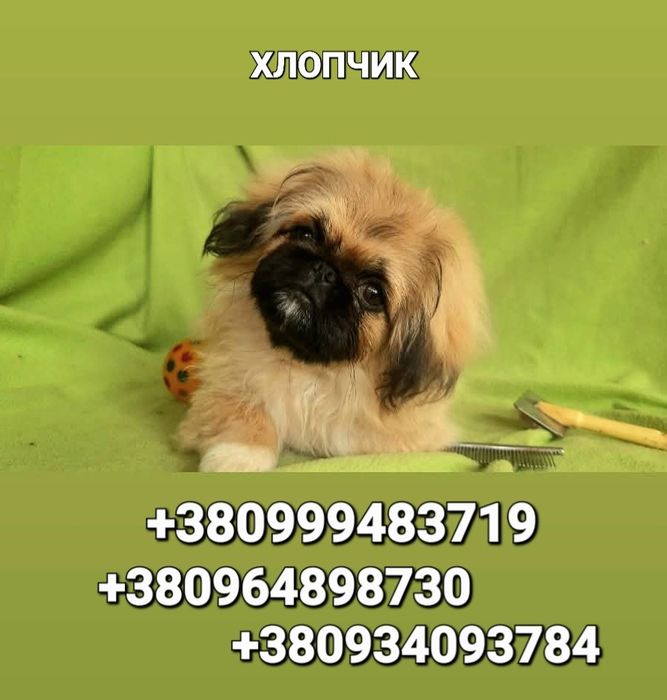 Грайливий, ласкавий хлопчик пекінес- чекає на Вас