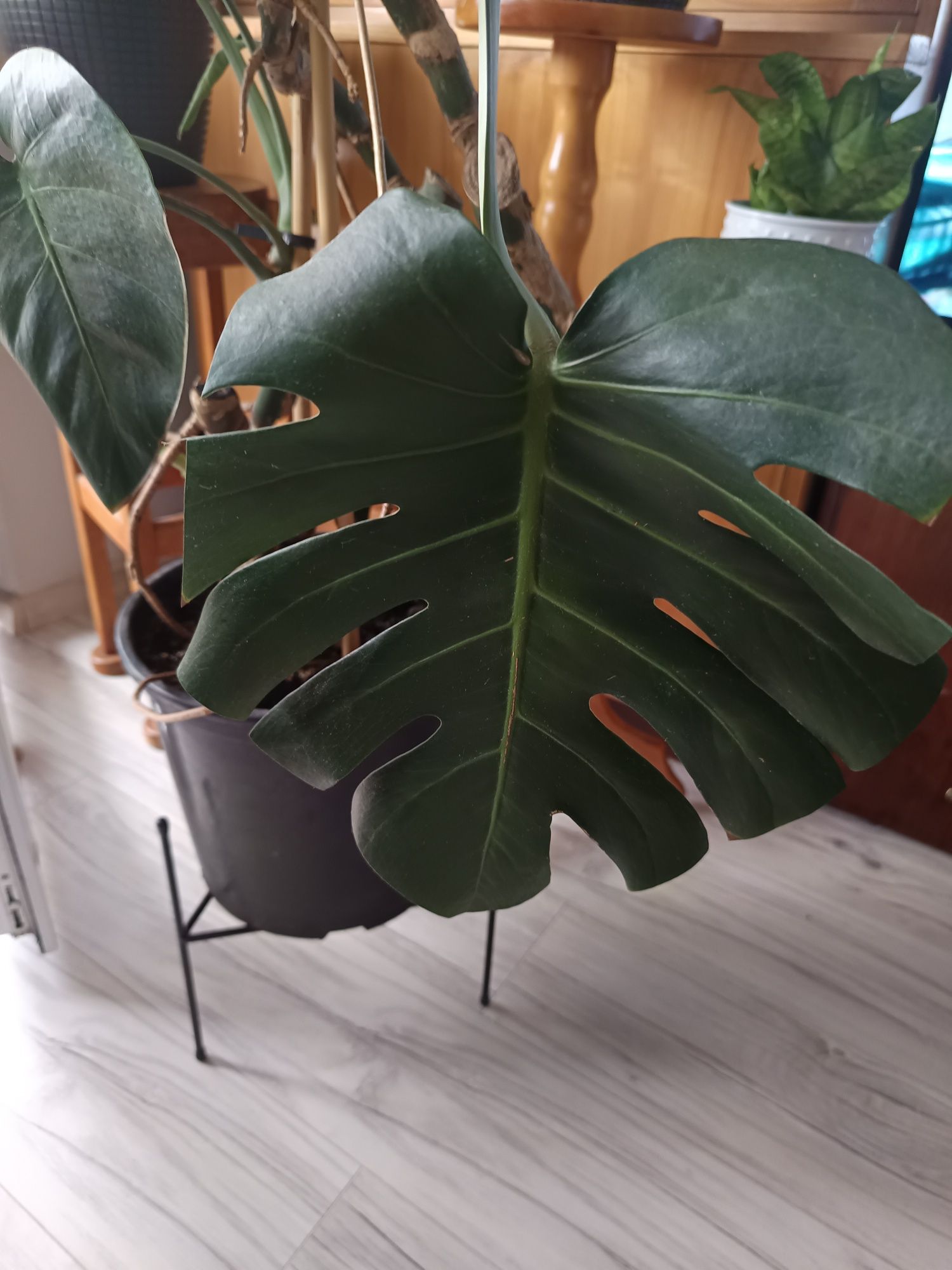 Monstera duża z doniczką
