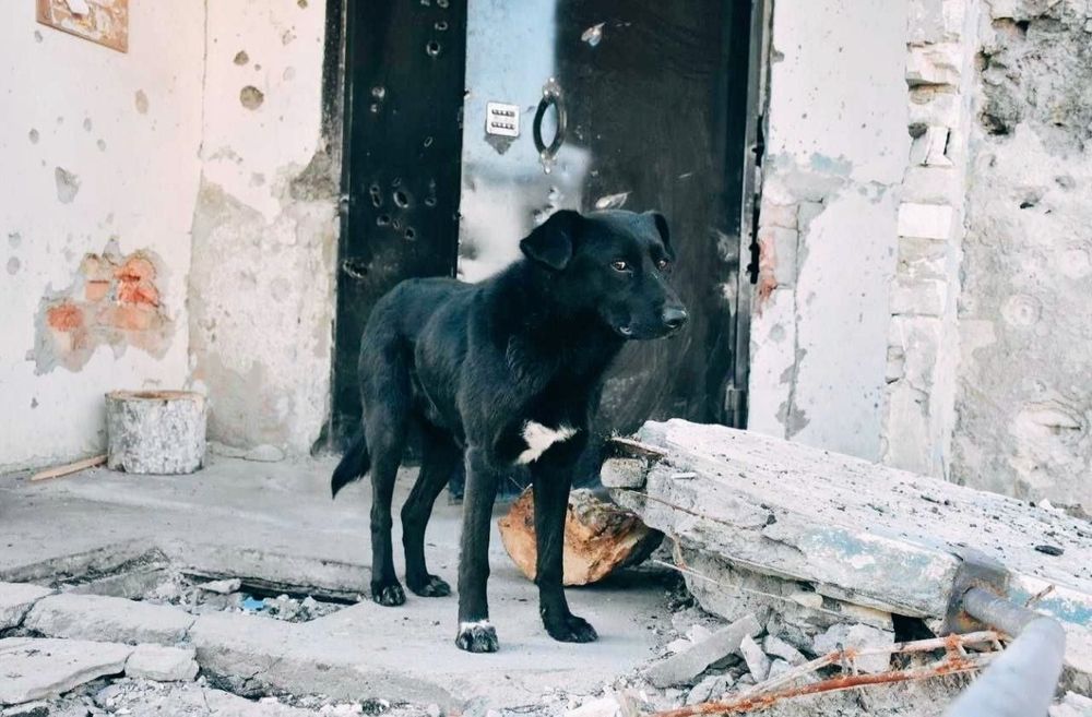 Потрібна допомога притулку Харків