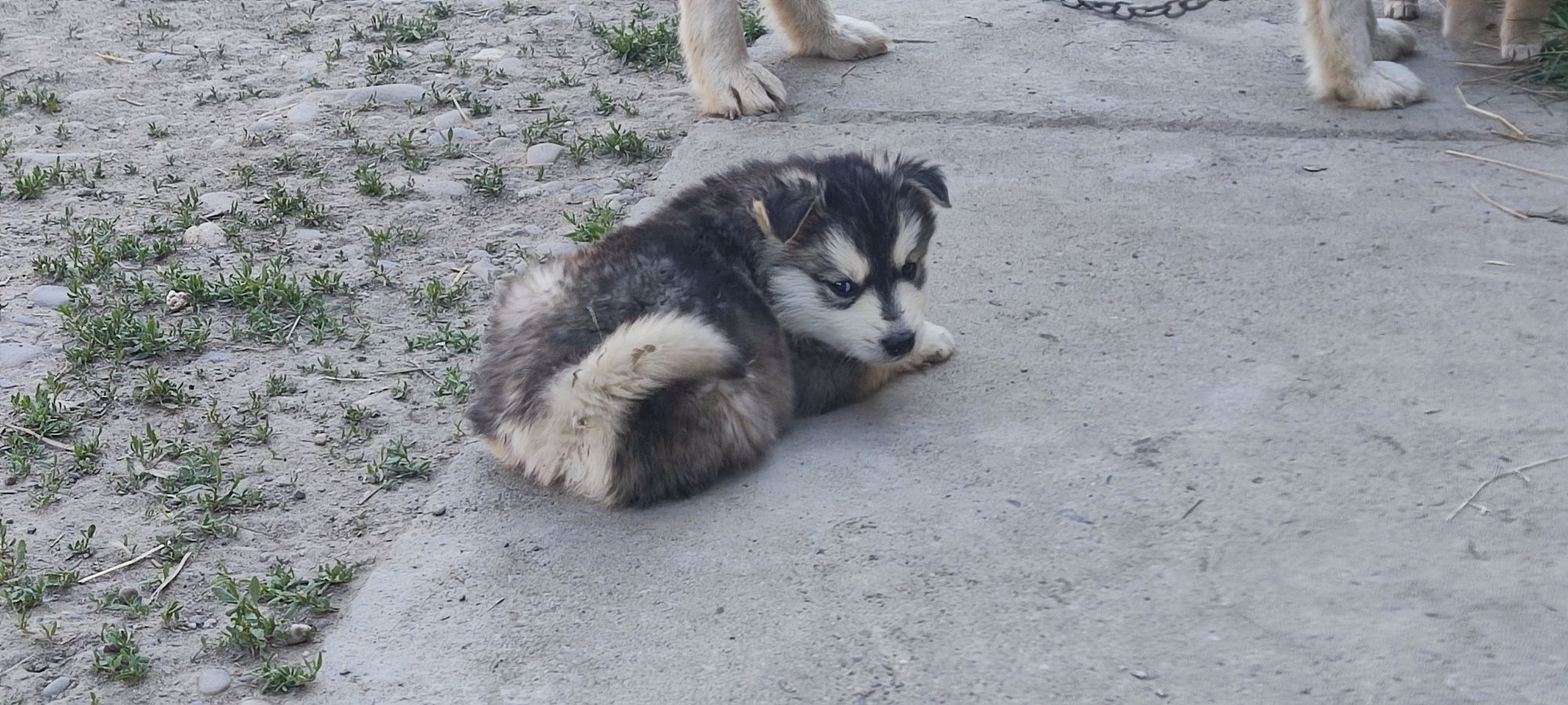 Щенята хаскі 2 місячні