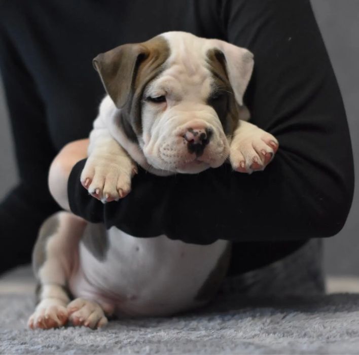 Мощный Стафф Мальчик, возраст 1,5 месяца . Для ценителей породы.