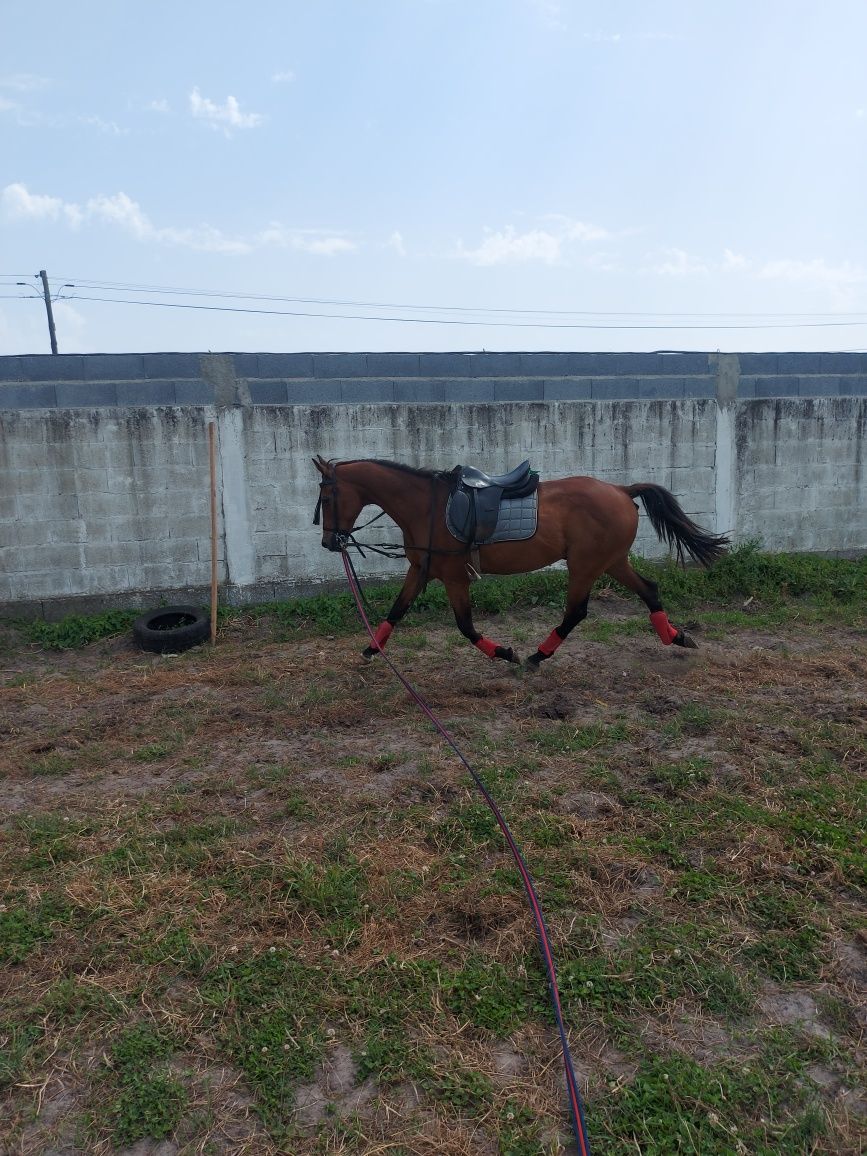 Cavalo montado e engatado