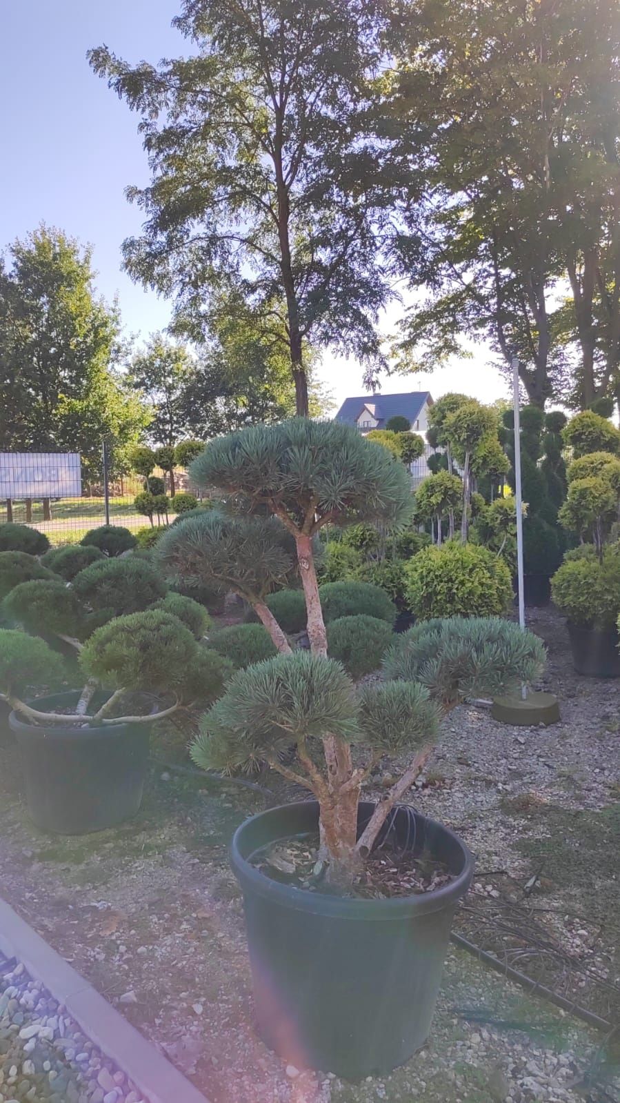 Bonsai, spirale, rośliny formowane.