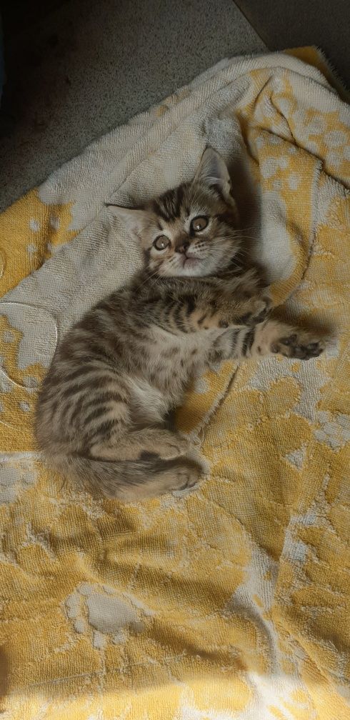 Шотландське кошеня