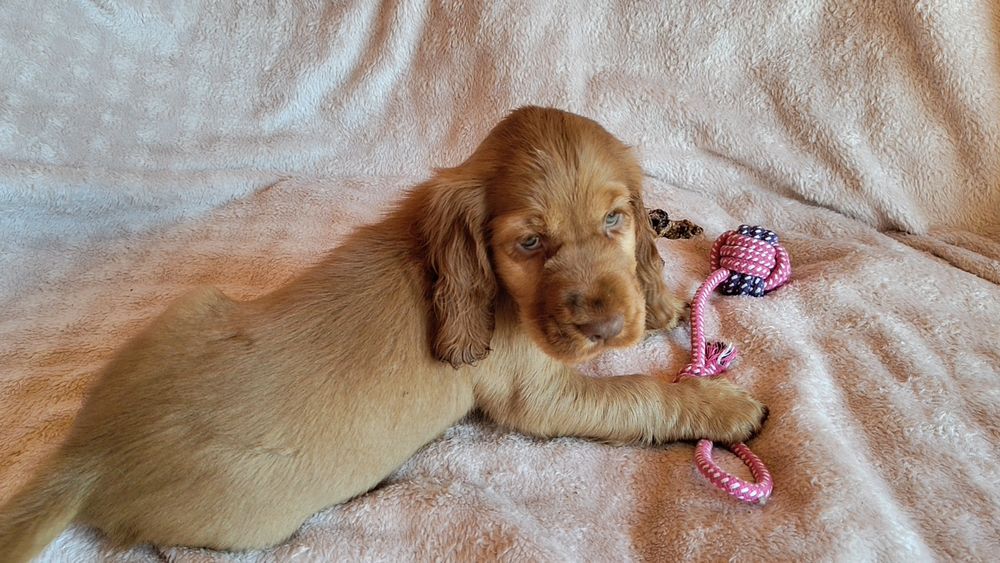 Piesek Cocker spaniel ang.badania genetyczne