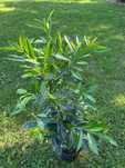 Laurowiśnia caucasica 80-100 cm