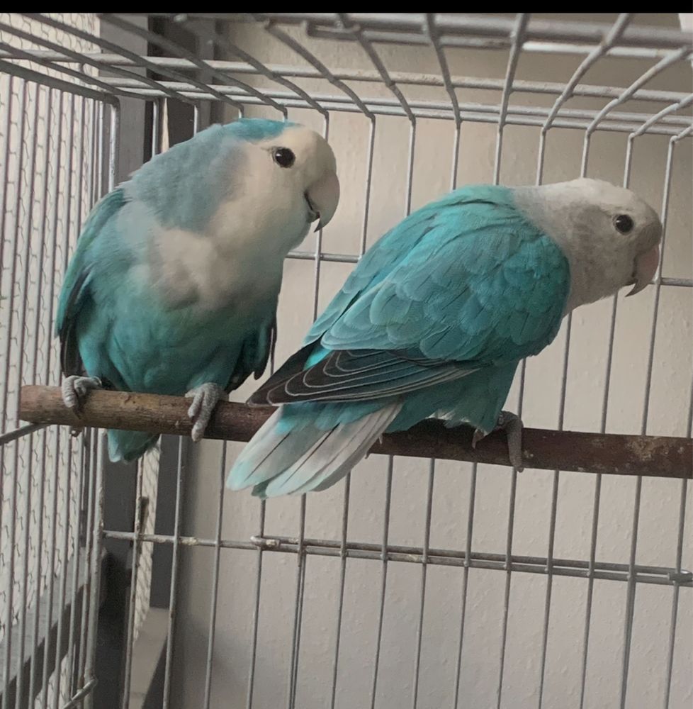 Casal agapornis longfeather