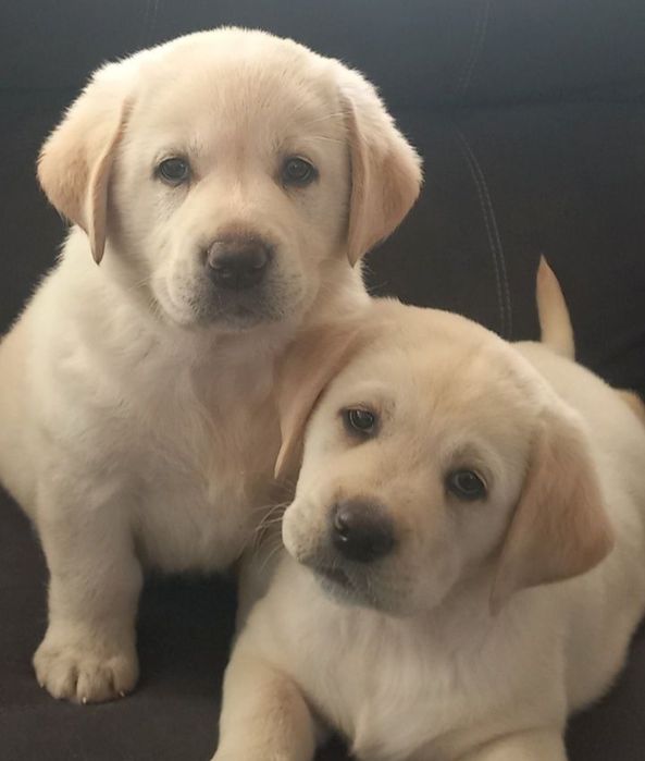 Бронь та продаж Офіційний розплідник Лабрадор Ретрівер цуценята