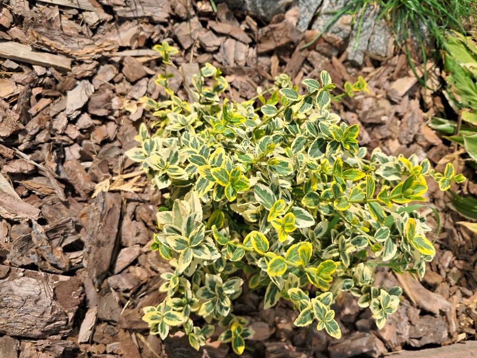 Trzmielina Fortunea 30cm