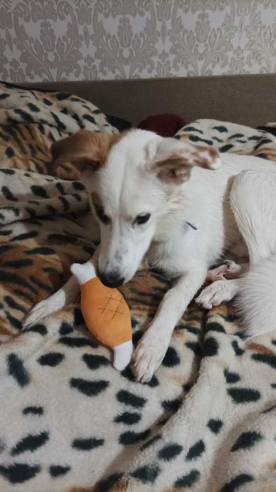 Собака у добрі руки