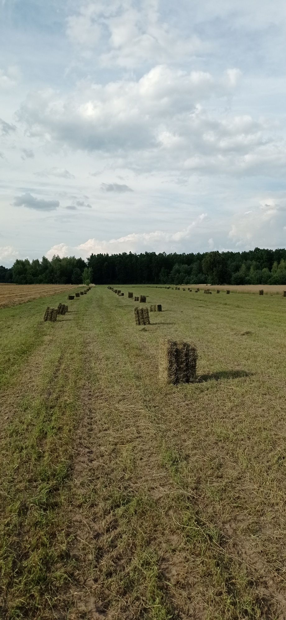 Seradela kostki tegoroczna