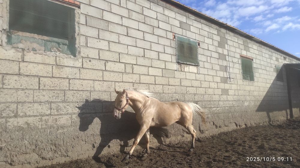 Izabelowaty wałach WLKP