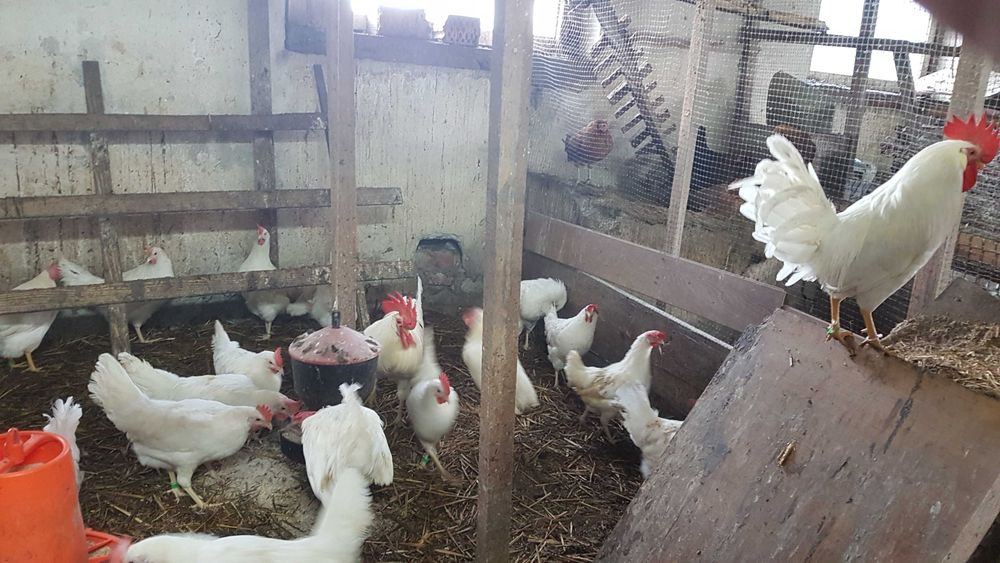 jaja lęgowe leghorn , jajka lęgowe leghorn, zielononóżki. marans