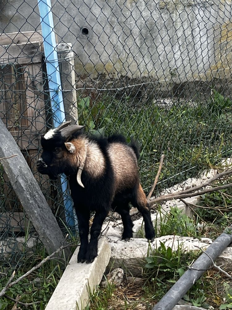 Vendo Cabrito anao