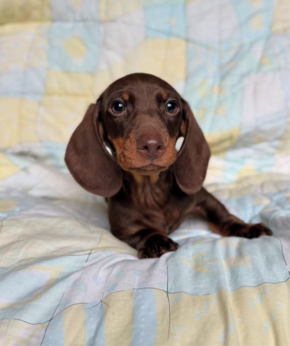 Teckel Femea chocolate